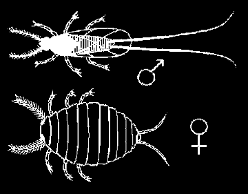 Dactylopius coccus Costa