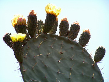 Opuntia ficus-indica