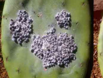 Dactylopius coccus Costa